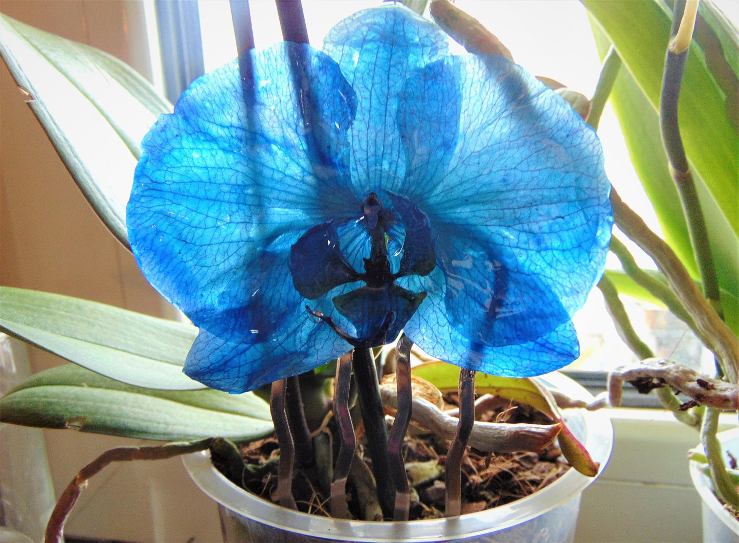Hair comb, true blue phalaenopsis orchid