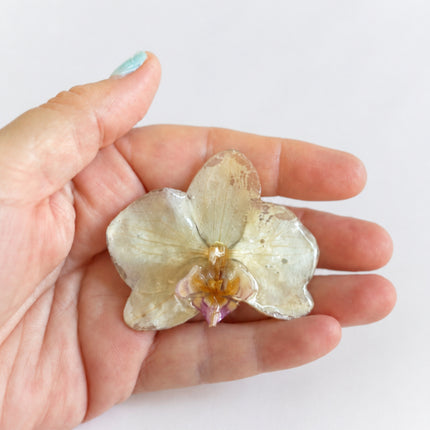 Καρφίτσα με Αληθινή Ορχιδέα Phalaenopsis σε υγρό γυαλί