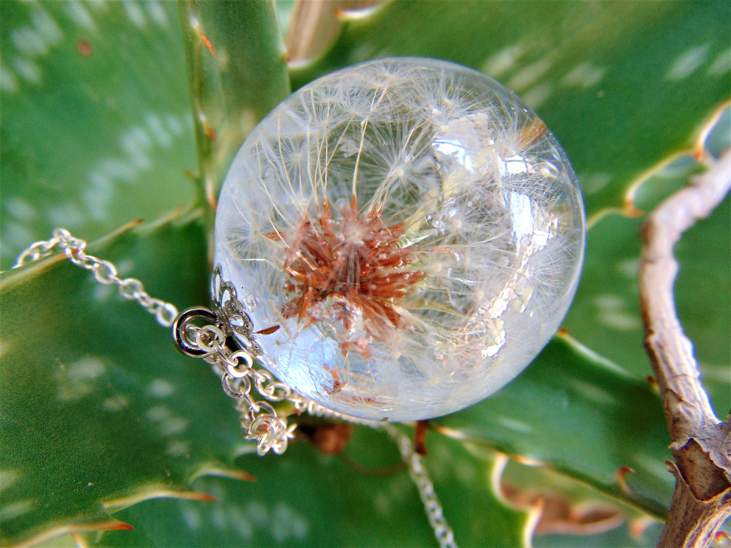 Μενταγιόν με ολόκληρο αληθινό dandelion