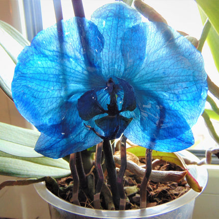 Hair comb, true blue phalaenopsis orchid