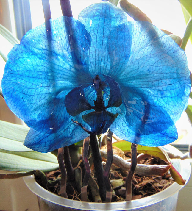 Χτενάκι μαλλιών αληθινή μπλέ ορχιδέα phalaenopsis