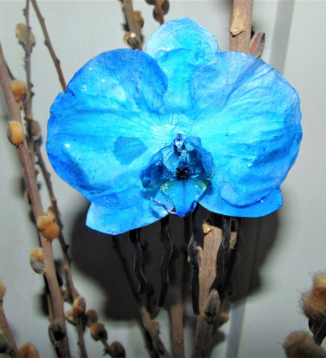 Χτενάκι μαλλιών αληθινή μπλέ ορχιδέα phalaenopsis