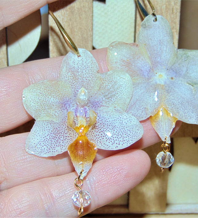 Σκουλαρίκια αληθινό λουλούδι ορχιδέας Phalaenopsis λευκό με πουά ρόζ