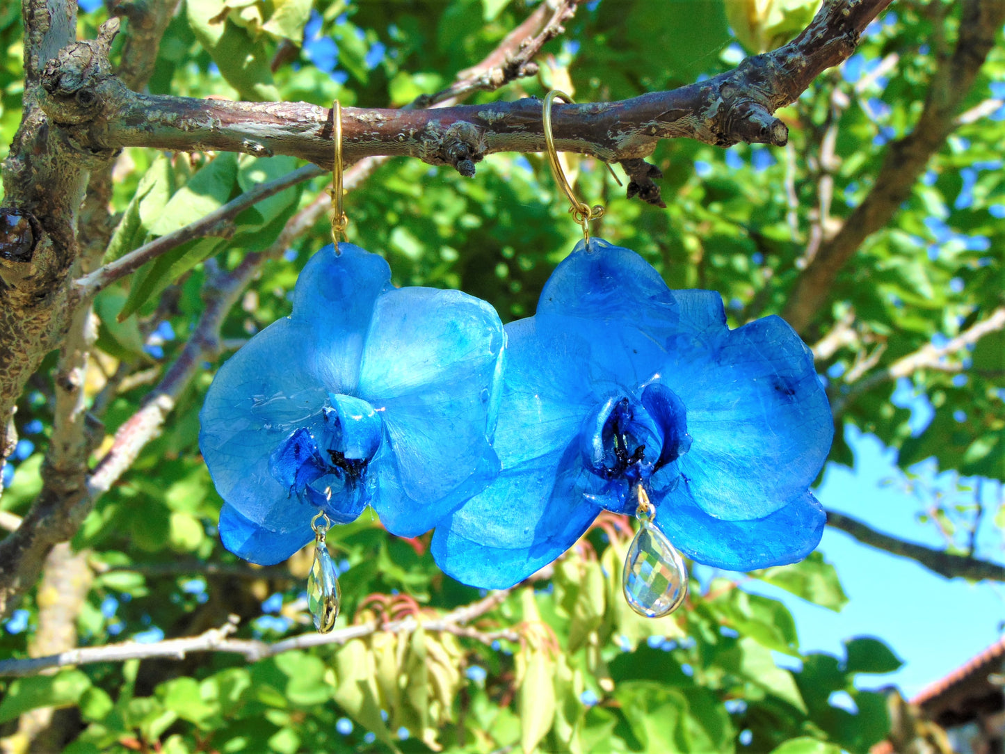 Σκουλαρίκια αληθινό λουλούδι ορχιδέας Phalaenopsis μπλέ