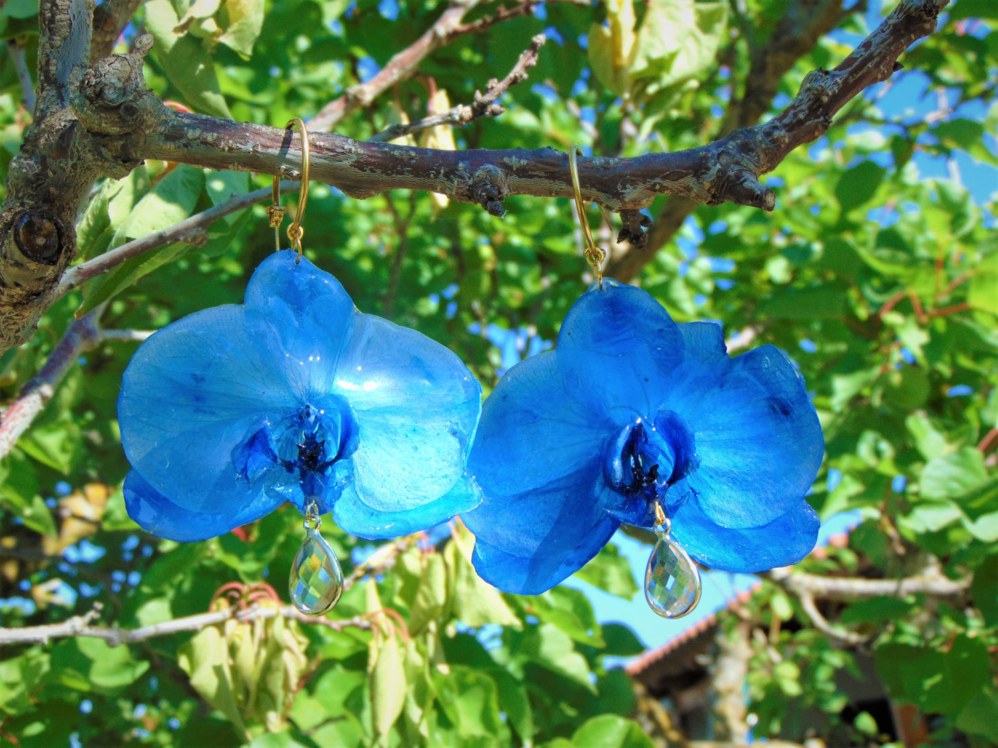 Σκουλαρίκια αληθινό λουλούδι ορχιδέας Phalaenopsis μπλέ