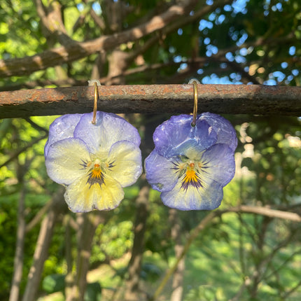 Real pansy flower earrings
