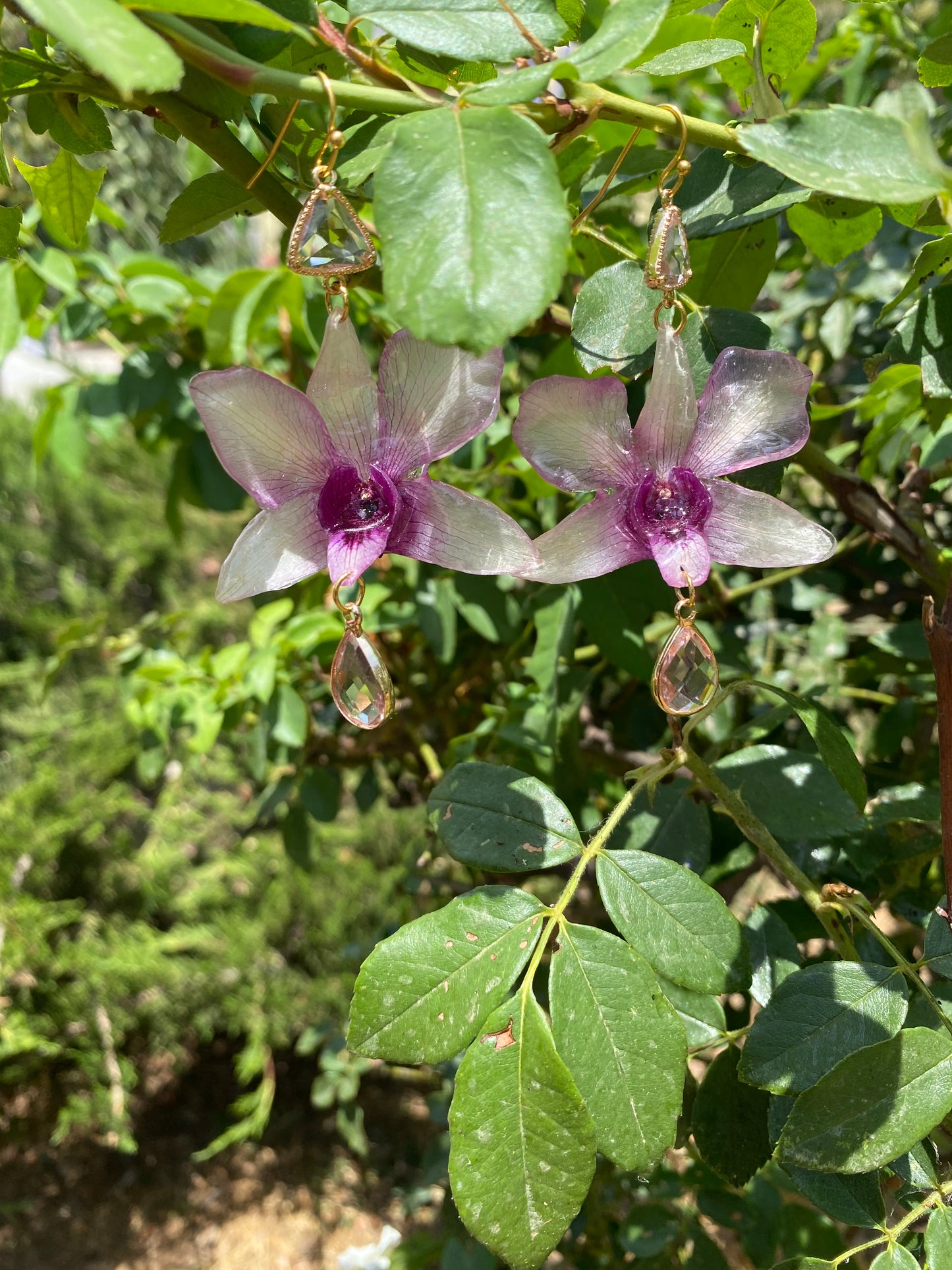 Σκουλαρίκια αληθινή ορχιδέα Dendrobium