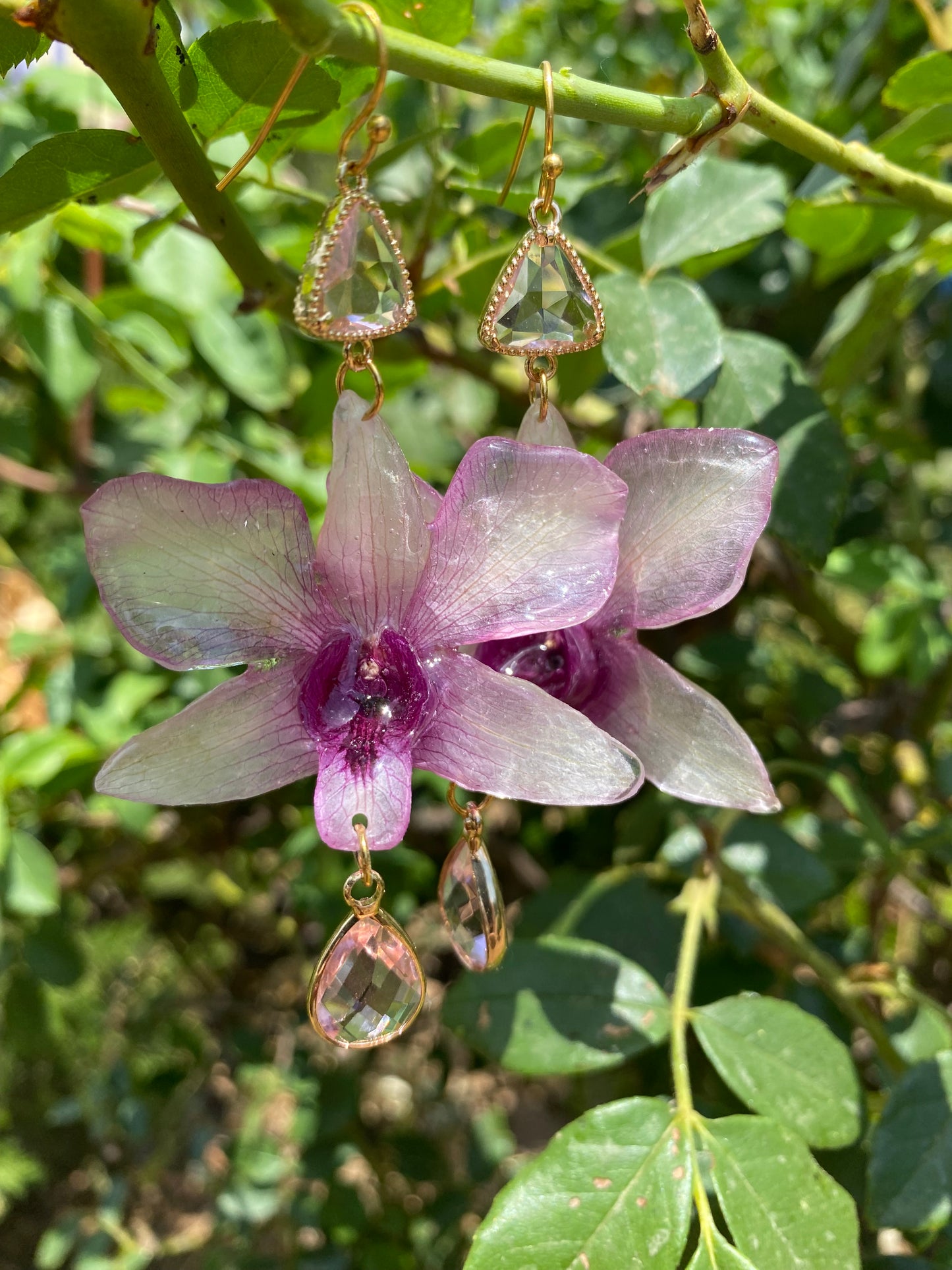 Σκουλαρίκια αληθινή ορχιδέα Dendrobium