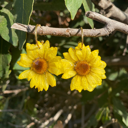 Real mini chrysanthemum earrings