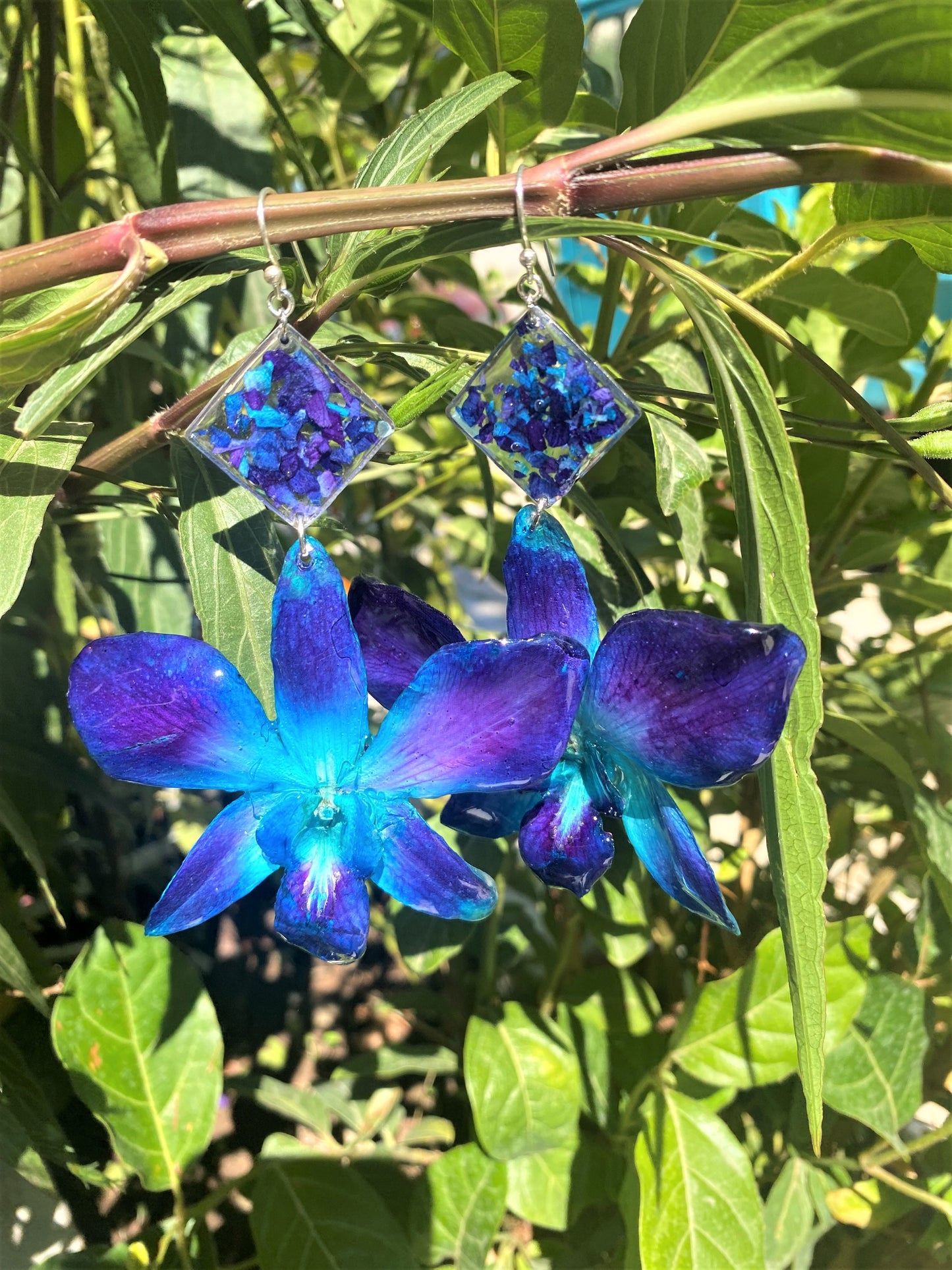 Σκουλαρίκια αληθινό λουλούδι ορχιδέας dendrobium sonia blue