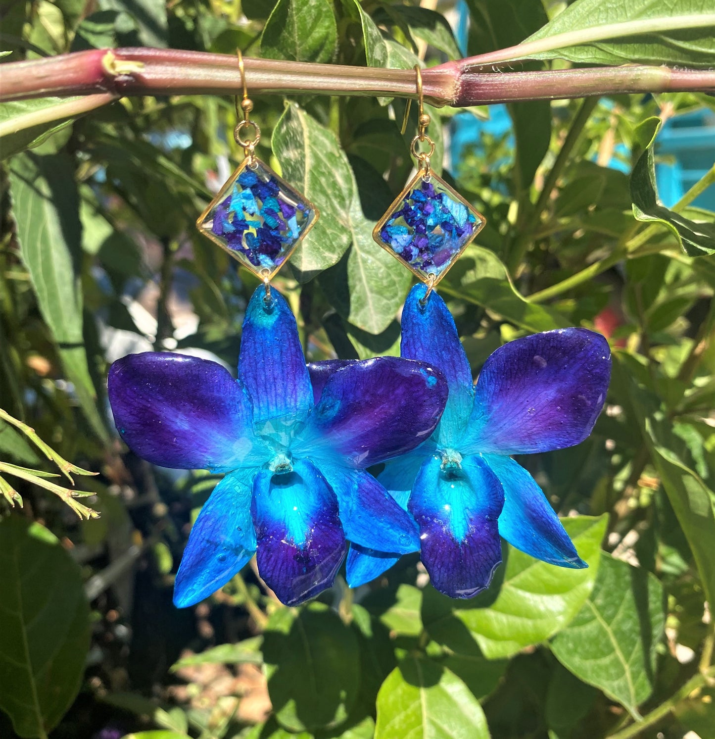 Σκουλαρίκια αληθινό λουλούδι ορχιδέας dendrobium sonia blue