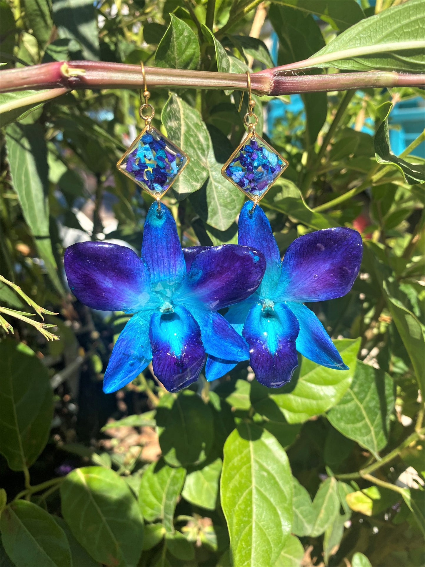 Σκουλαρίκια αληθινό λουλούδι ορχιδέας dendrobium sonia blue