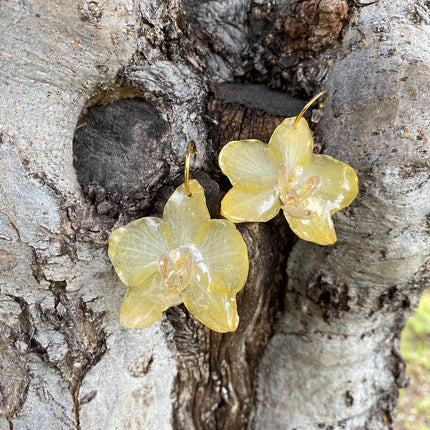 Σκουλαρίκια αληθινό λουλούδι ορχιδέας mini  Phalaenopsis