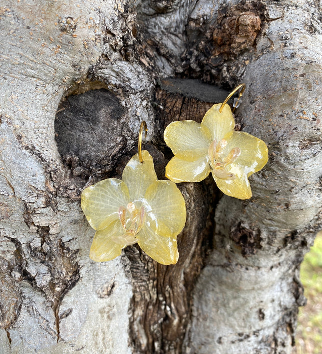 Σκουλαρίκια αληθινό λουλούδι ορχιδέας mini  Phalaenopsis