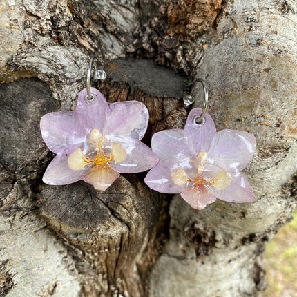 Σκουλαρίκια αληθινό λουλούδι ορχιδέας mini  Phalaenopsis