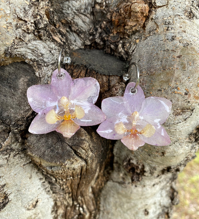 Σκουλαρίκια αληθινό λουλούδι ορχιδέας mini  Phalaenopsis