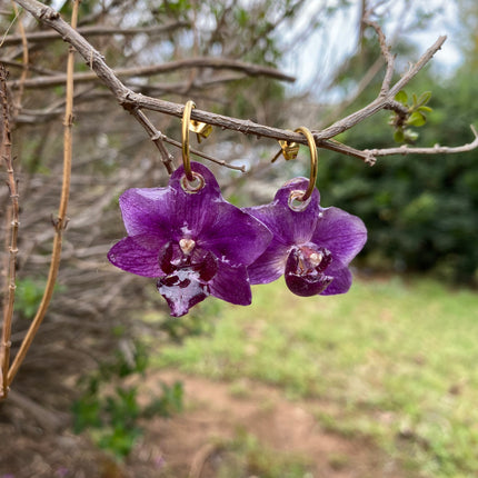 Σκουλαρίκια αληθινό λουλούδι ορχιδέας mini  Phalaenopsis