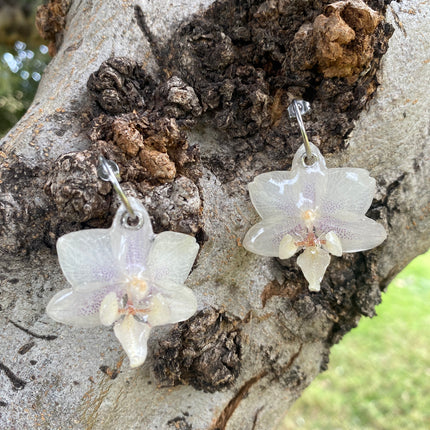 Σκουλαρίκια αληθινό λουλούδι ορχιδέας mini  Phalaenopsis
