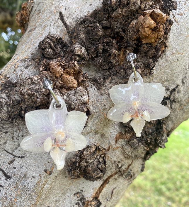Σκουλαρίκια αληθινό λουλούδι ορχιδέας mini  Phalaenopsis