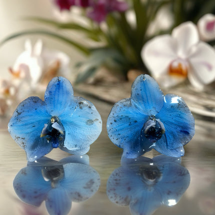 Earrings real Phalaenopsis orchid flower blue
