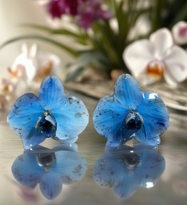 Σκουλαρίκια αληθινό λουλούδι ορχιδέας Phalaenopsis μπλέ