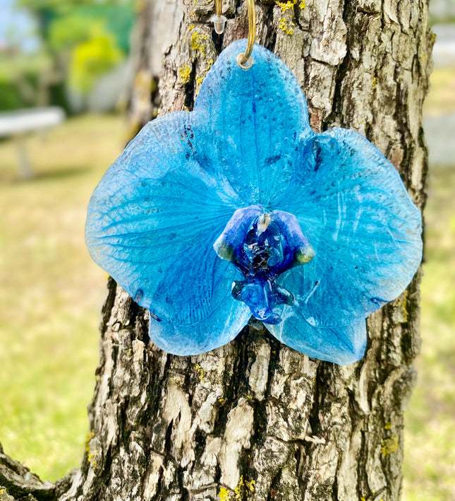 Σκουλαρίκια αληθινό λουλούδι ορχιδέας Phalaenopsis μπλέ