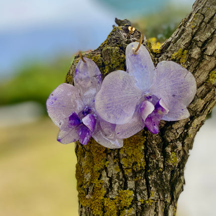 Σκουλαρίκια αληθινή ορχιδέα Phalaenopsis Μωβ