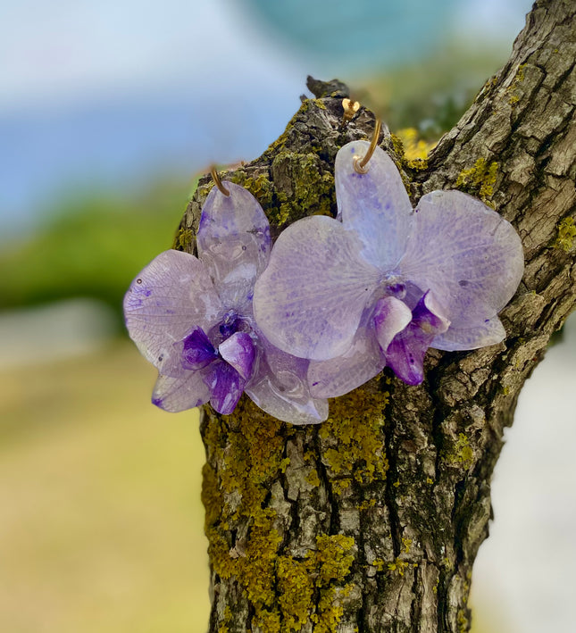 Σκουλαρίκια αληθινή ορχιδέα Phalaenopsis Μωβ