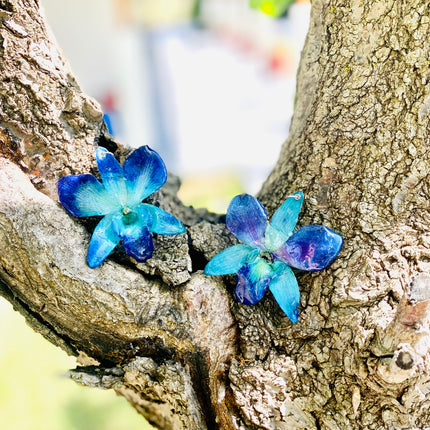Earrings real orchid flower dendrobium sonia blue