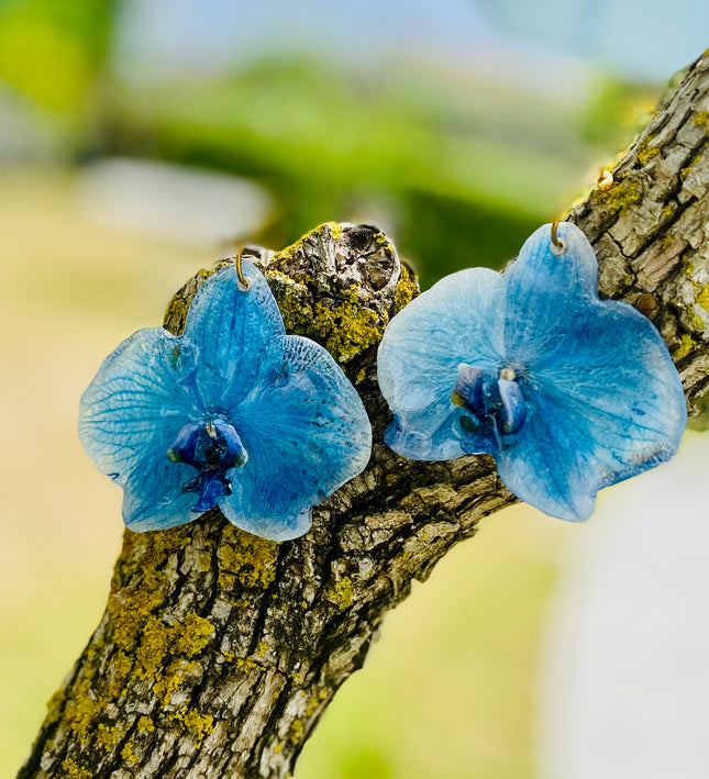 Σκουλαρίκια αληθινό λουλούδι ορχιδέας Phalaenopsis μπλέ