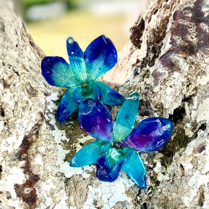Earrings real orchid flower dendrobium sonia blue