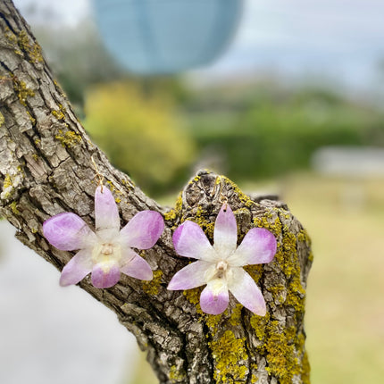 Σκουλαρίκια αληθινή ορχιδέα dendrobium ροζ