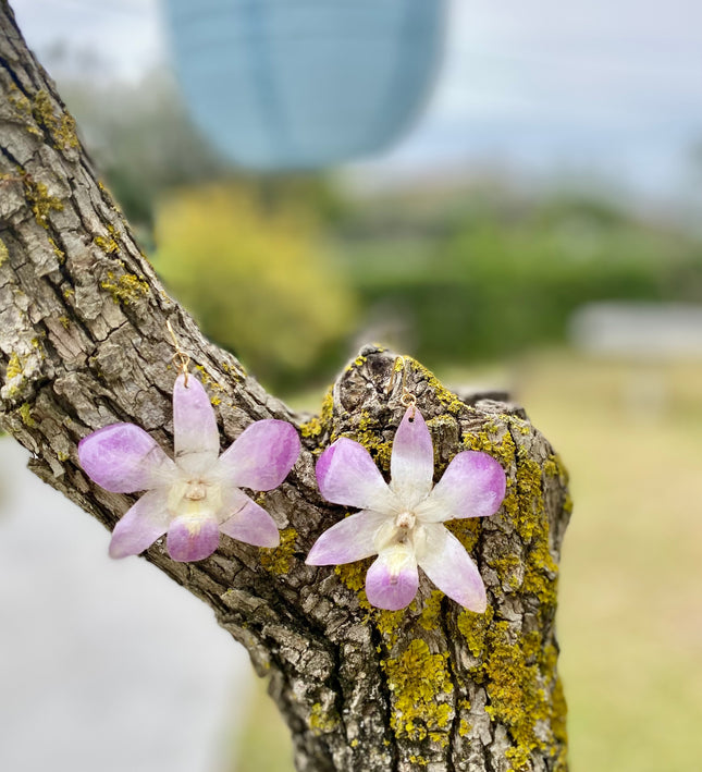 Σκουλαρίκια αληθινή ορχιδέα dendrobium ροζ