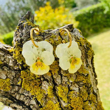 Real pansy flower earrings