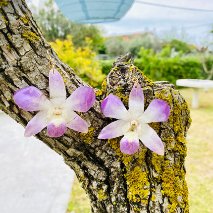Σκουλαρίκια αληθινή ορχιδέα dendrobium ροζ