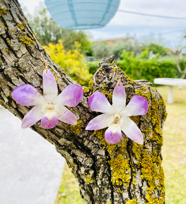 Σκουλαρίκια αληθινή ορχιδέα dendrobium ροζ
