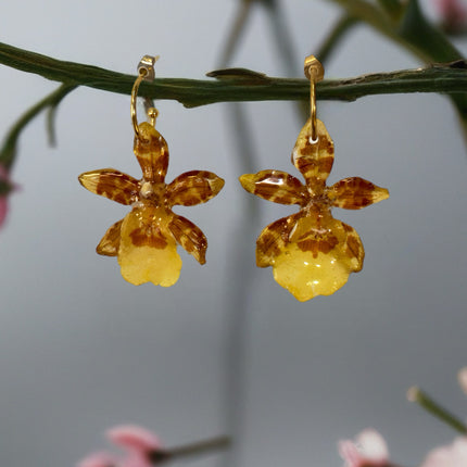 Real tiger orchid earrings. 