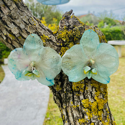 Σκουλαρίκια αληθινή ορχιδεά Phalaenopsis wonder of nature