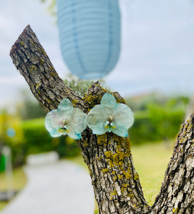 Σκουλαρίκια αληθινή ορχιδεά Phalaenopsis wonder of nature